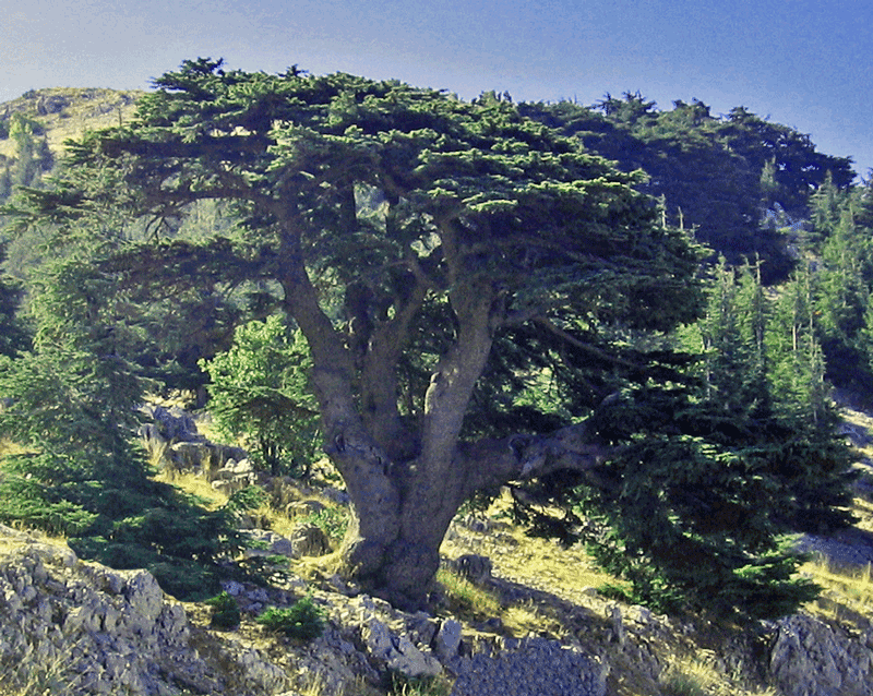 أرز لبنان